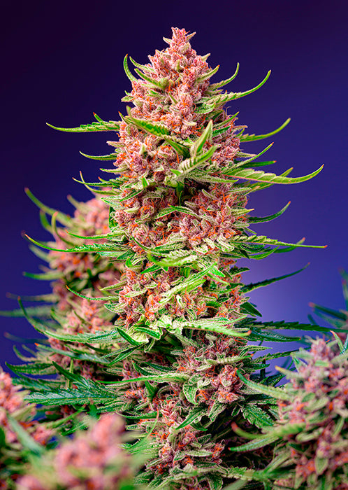 Easy Plant - STRAWBERRY COLA SHERBERT F1 - THC Pflanze