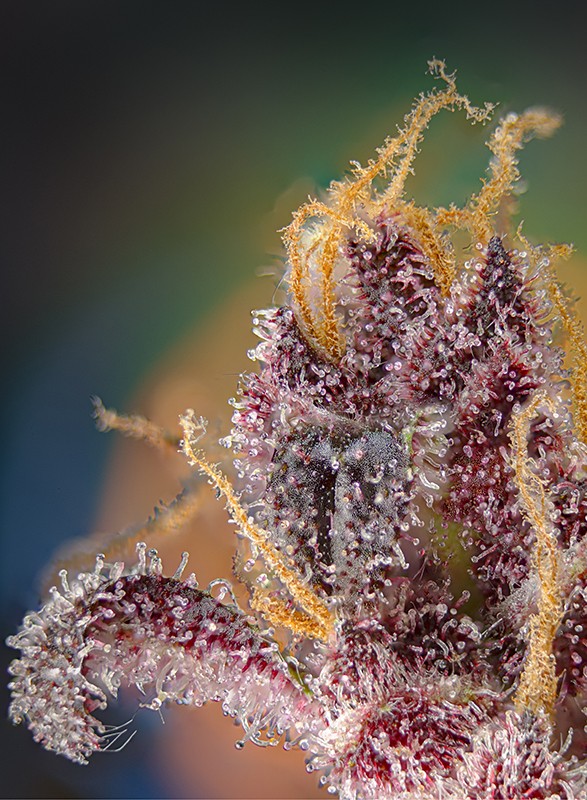 Easy Plant - BLACK MUFFIN F1 - THC Pflanze