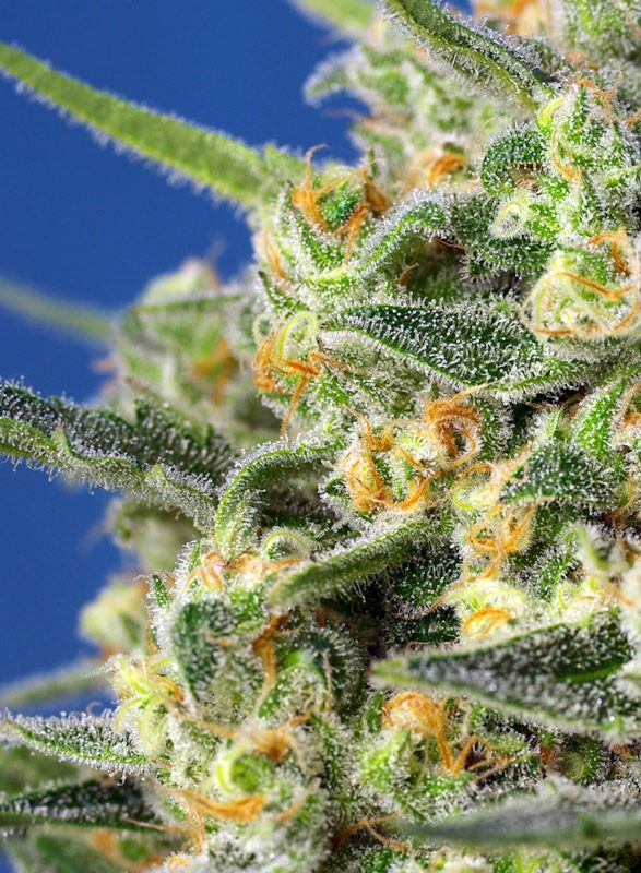 Easy Plant - CRYSTAL CANDY F1 - THC Pflanze