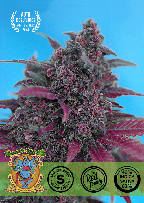 DARK DEVIL - AUTO SEEDS 🌱Mr. Bud Store