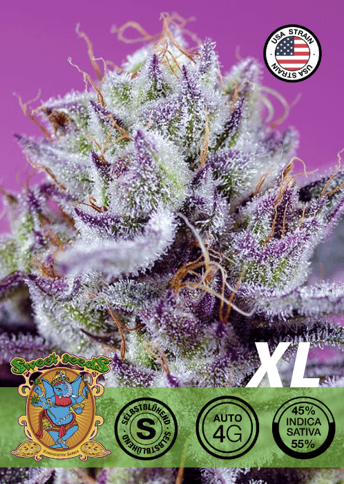 DIABLO DELIGHT XL - AUTO SEEDS 🌱Mr. Bud Store