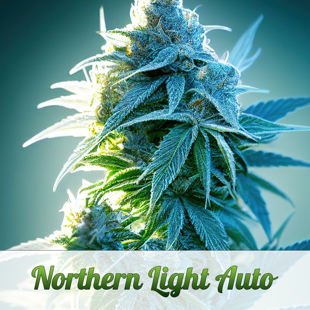Northern Light Automatic - Ready to Grow!Mr. Bud Store