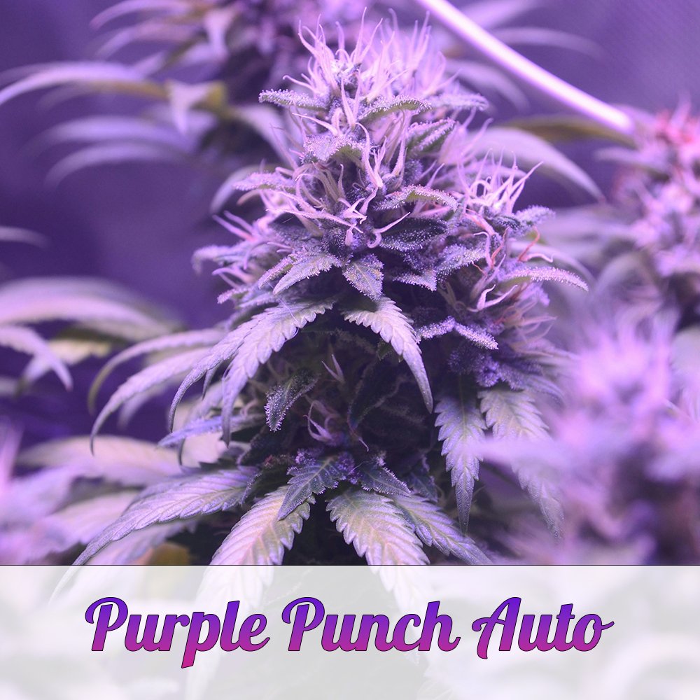 Purple Punch Automatic - Ready to Grow!Mr. Bud Store