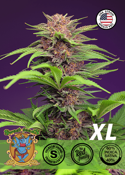 RED MIMOSA XL AUTO - AUTO SEEDS 🌱Mr. Bud Store
