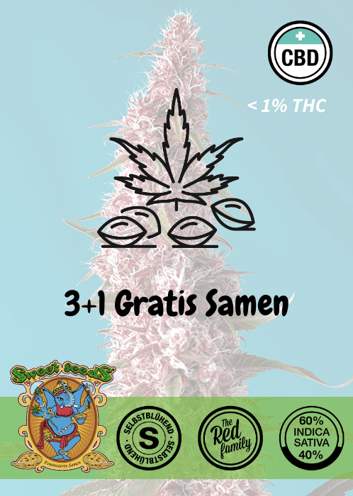 Red Pure CBD - Auto - Samen & Jungpflanzen 🌱Mr. Bud Store