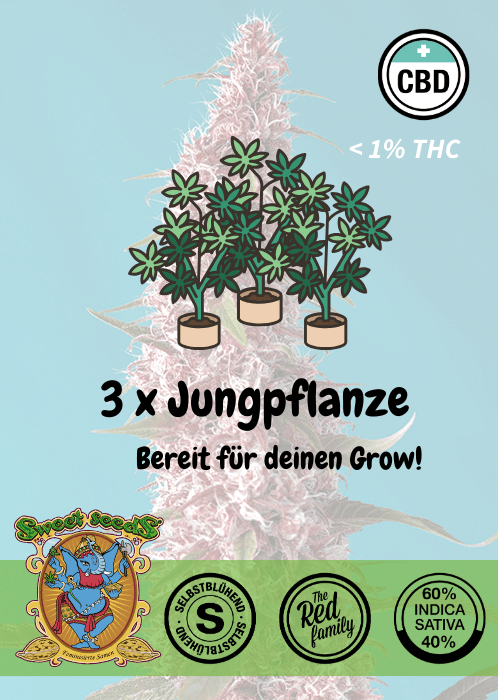 Red Pure CBD - Auto - Samen & Jungpflanzen 🌱Mr. Bud Store