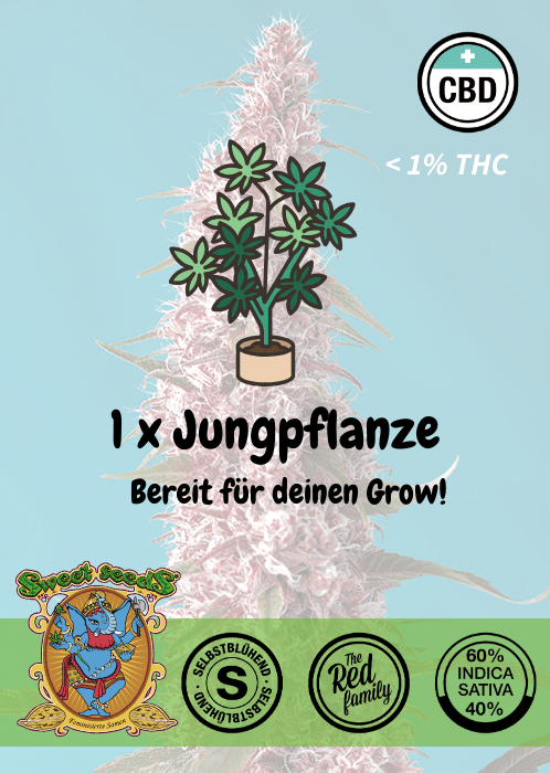 Red Pure CBD - Auto - Samen & Jungpflanzen 🌱Mr. Bud Store