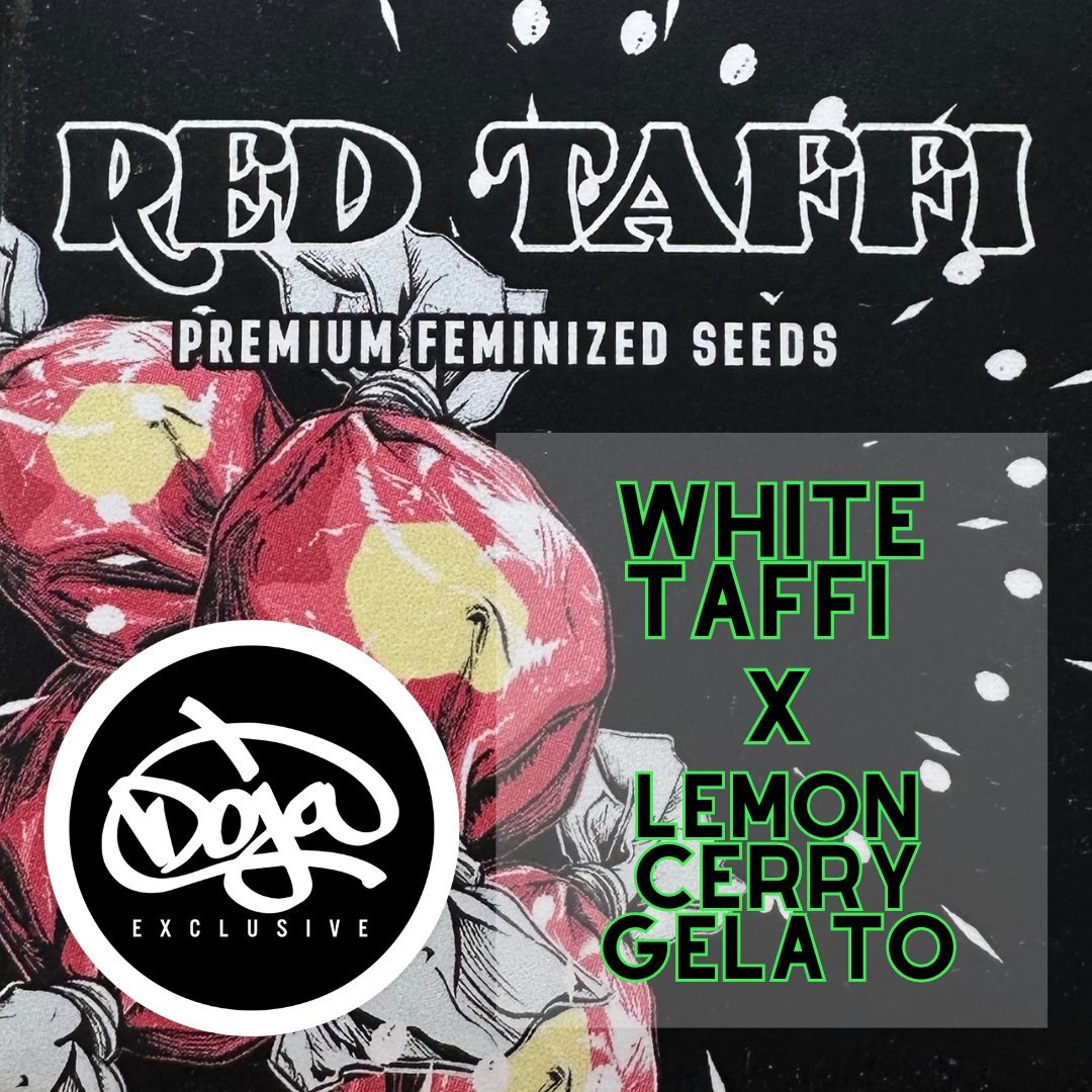 Setzling - Doja Exclusive - Cali Genetik - THC PflanzeMr. Bud Store