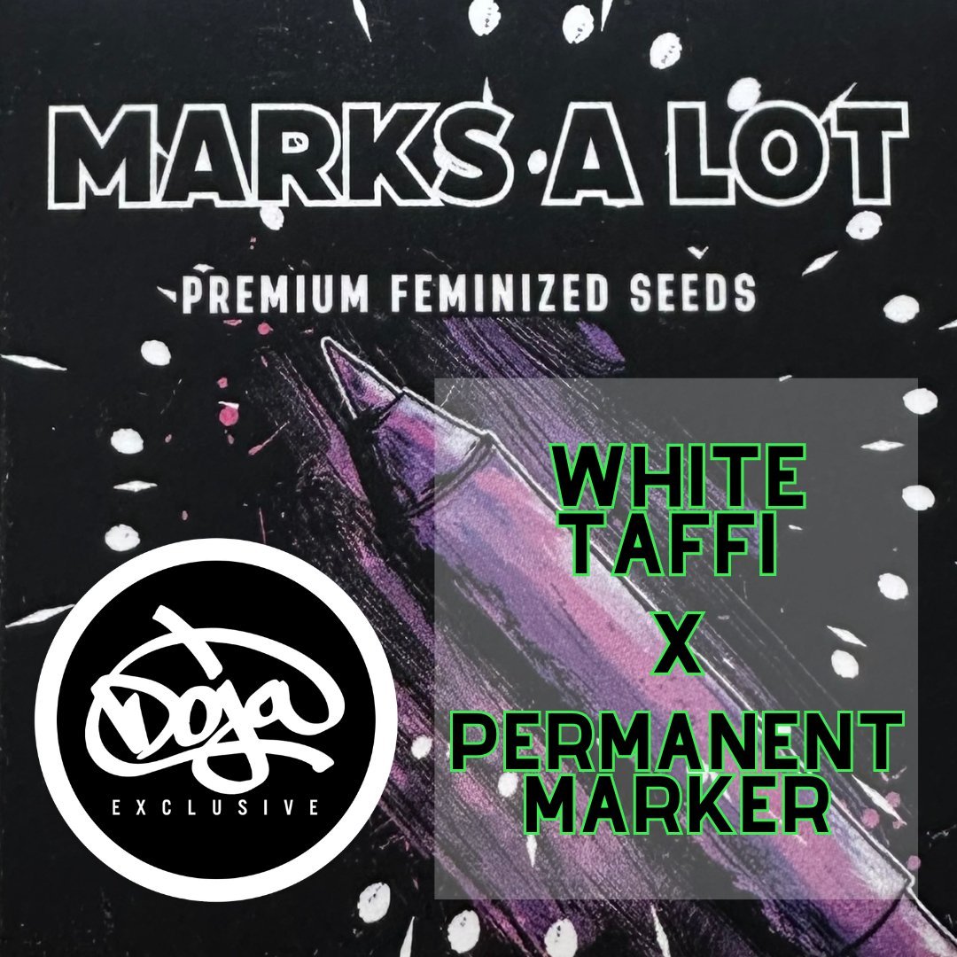 Setzling - Marks a Lot - Doja Exclusive - THC PflanzeMr. Bud Store