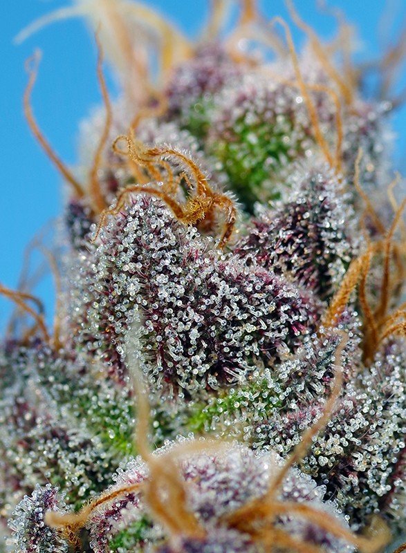 Easy Plant - STRAWBERRY COLA SHERBERT F1 - THC Pflanze