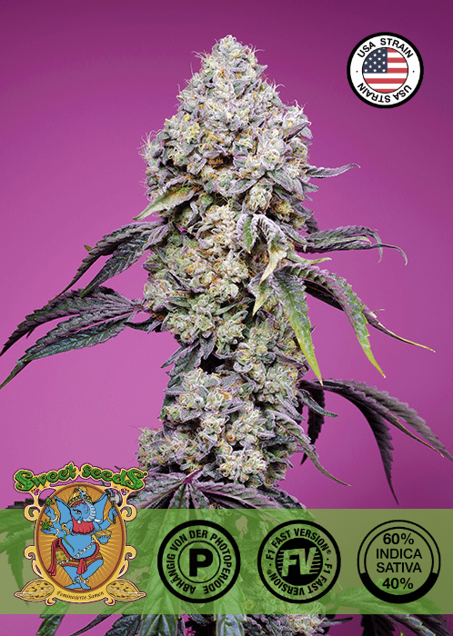 SWEET MANDARINE ZKITTLEZ F1 - FAST VERSION PHOTO SEEDS 🌱Mr. Bud Store