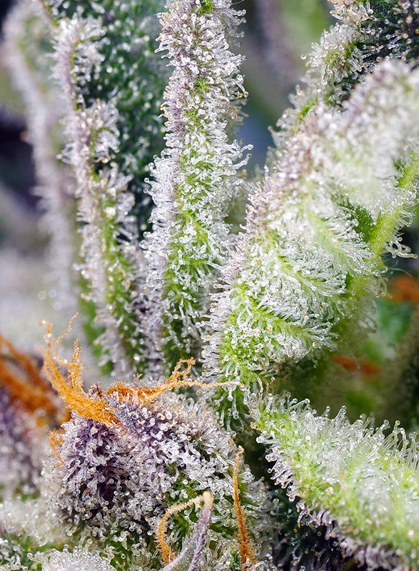 Easy Plant - SWEET MANDARINE ZKITTLEZ F1 - THC Pflanze