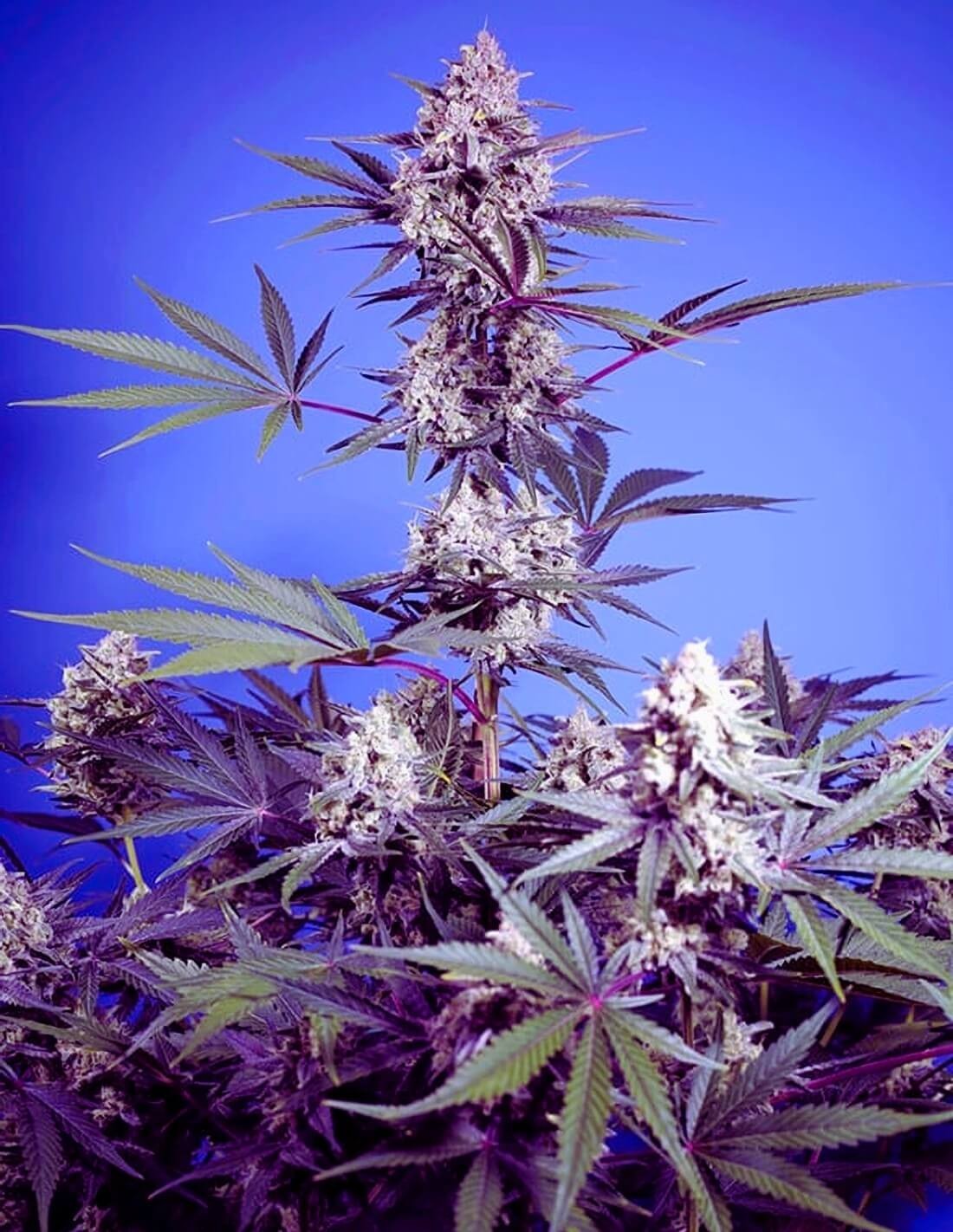 Easy Plant - MENTAL RAINBOW F1 - THC Pflanze