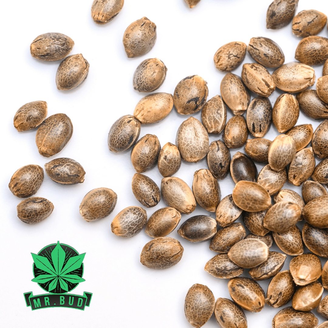 Cannabis Seeds - Mr. Bud Store
