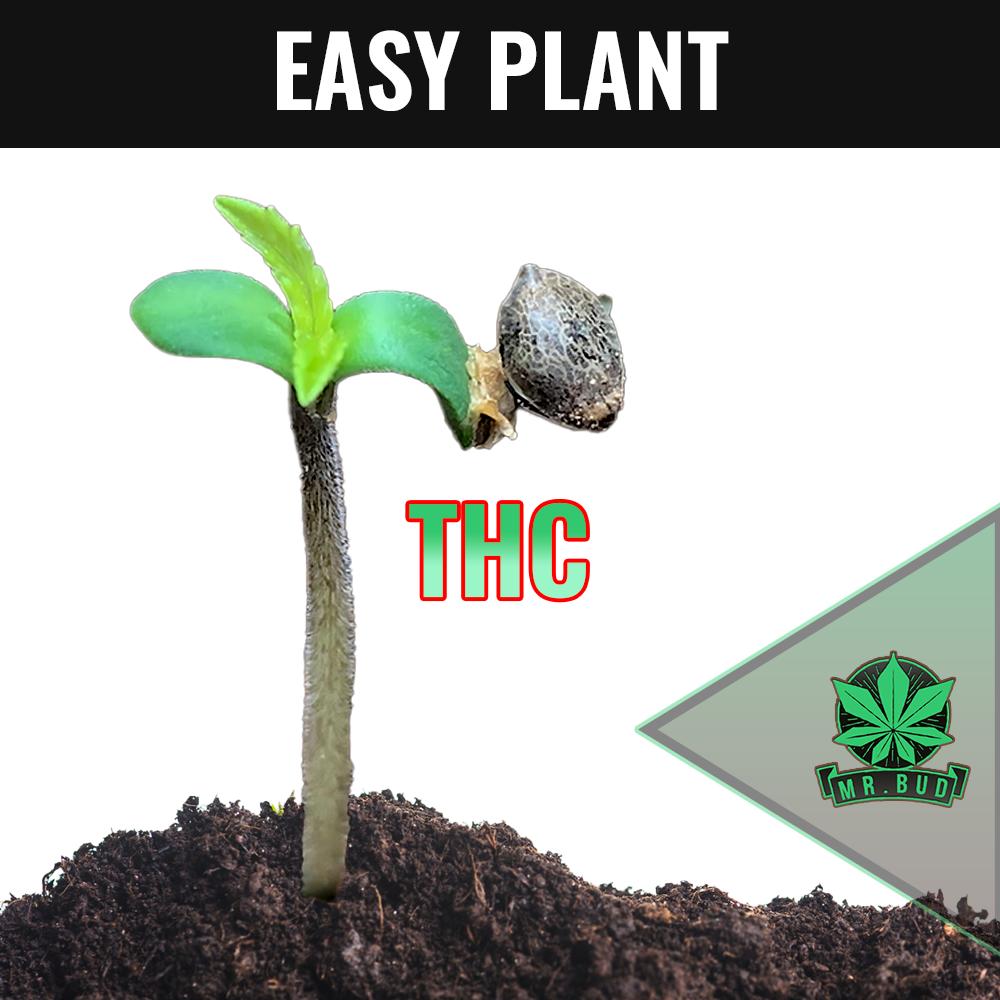 THC & CBD Jungpflanzen  🌱
