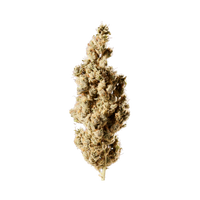 Thumbnail for HHC Blüten 53 % Showtime - sativa