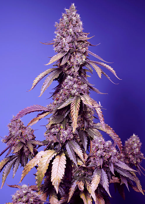 Easy Plant - BLACK MUFFIN F1 - THC Pflanze