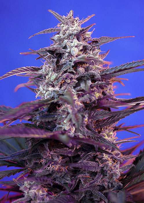 Easy Plant - BLOODY SKUNK AUTO- THC Pflanze