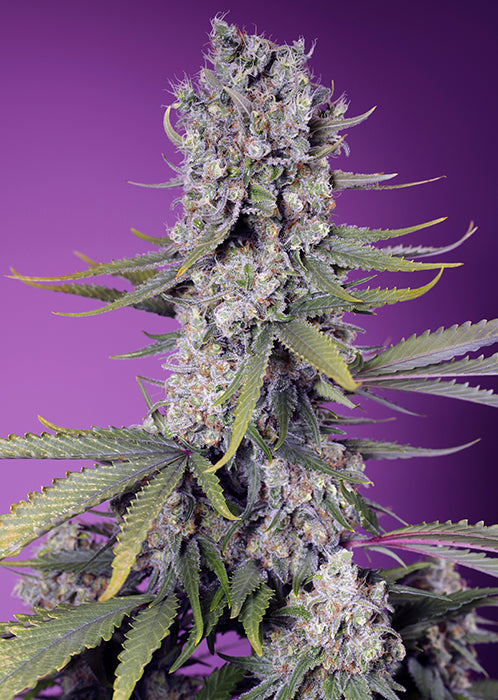 Easy Plant - PAPAYA ZOAP F1 - THC Pflanze