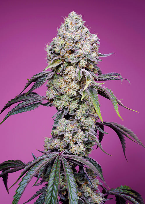 Easy Plant - SWEET MANDARINE ZKITTLEZ F1 - THC Pflanze