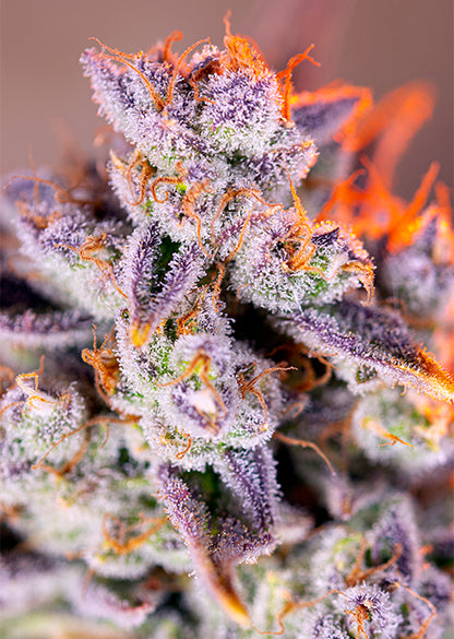 Easy Plant - TROPICANA POISON F1 - THC Pflanze