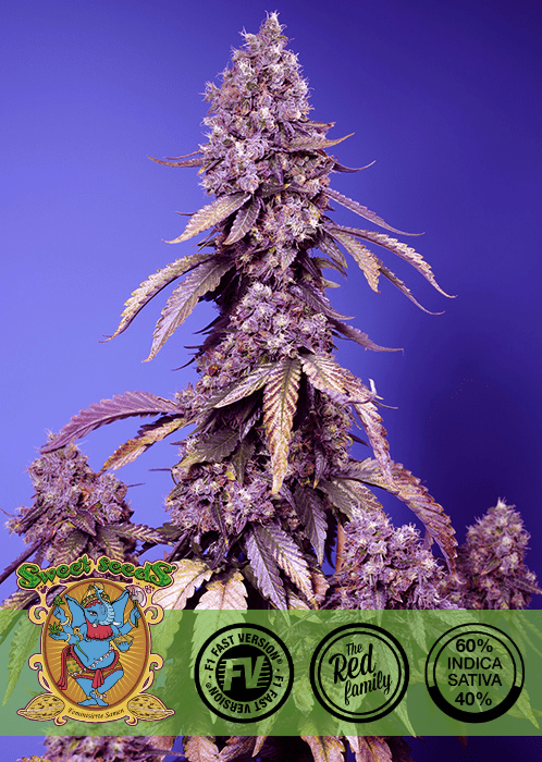 BLACK MUFFIN F1 - FAST VERSION PHOTO SEEDS 🌱Mr. Bud Store