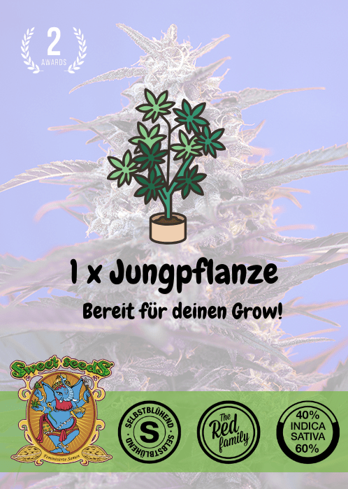 Bloody Skunk - Auto - Samen & Jungpflanzen 🌱Mr. Bud Store