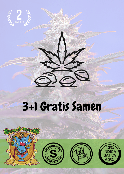 Bloody Skunk - Auto - Samen & Jungpflanzen 🌱Mr. Bud Store