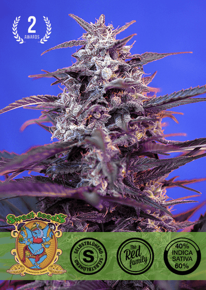 BLOODY SKUNK - AUTO SEEDS 🌱Mr. Bud Store