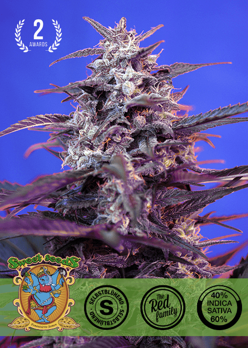 BLOODY SKUNK - AUTO SEEDS 🌱Mr. Bud Store