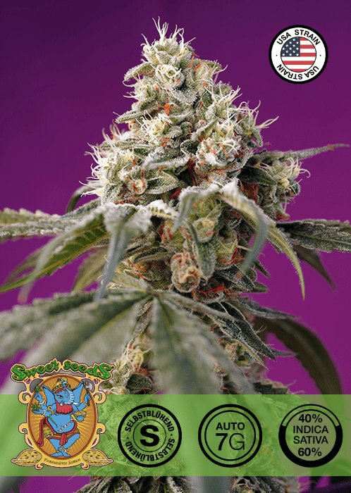 BRUCE BANNER AUTO - AUTO SEEDS 🌱Mr. Bud Store