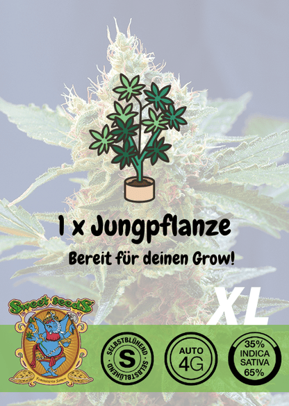 Cream Mandarine XL - Auto - Samen & Jungpflanzen 🌱Mr. Bud Store