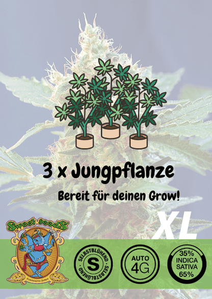 Cream Mandarine XL - Auto - Samen & Jungpflanzen 🌱Mr. Bud Store