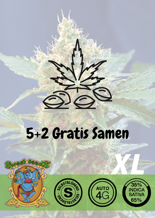Cream Mandarine XL - Auto - Samen & Jungpflanzen 🌱Mr. Bud Store
