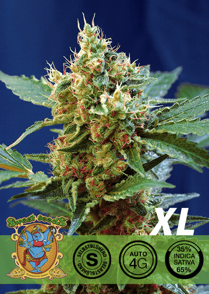 CREAM MANDARINE XL - AUTO SEEDS 🌱Mr. Bud Store