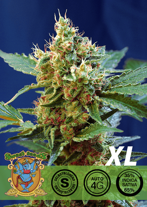 CREAM MANDARINE XL - AUTO SEEDS 🌱Mr. Bud Store