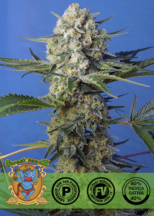 CRYSTAL CANDY F1 - FAST VERSION PHOTO SEEDS 🌱Mr. Bud Store