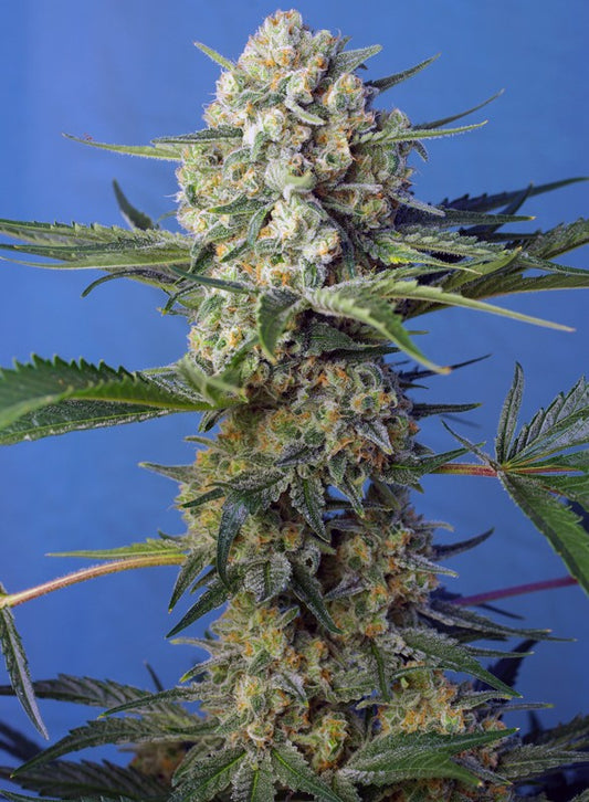 Easy Plant - CRYSTAL CANDY F1 - THC Pflanze