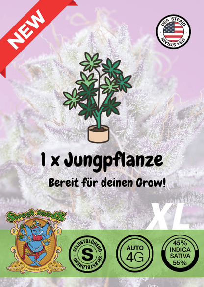 Diablo Delight XL - Auto - Samen & Jungpflanzen 🌱Mr. Bud Store