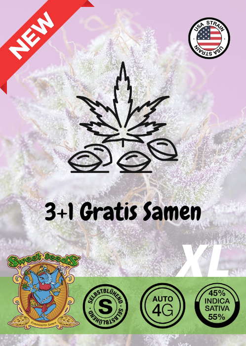 Diablo Delight XL - Auto - Samen & Jungpflanzen 🌱Mr. Bud Store