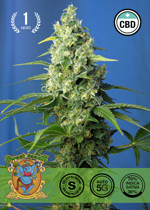 HONEY PEACH CBD - AUTO SEEDS 🌱Mr. Bud Store
