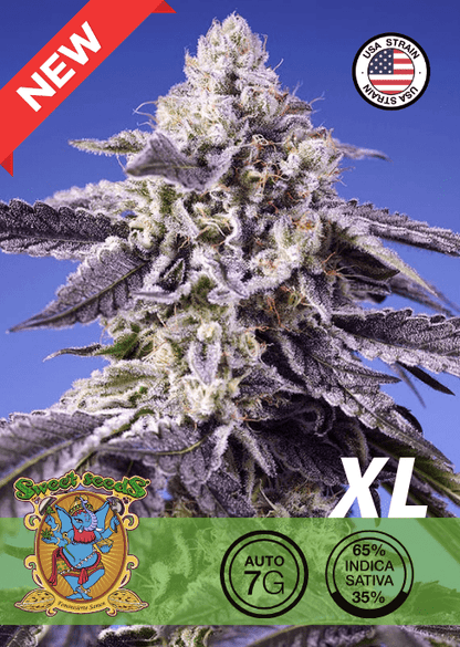 JEALOUSY Z XL AUTO - CANNABIS SEEDS 🌱Mr. Bud Store