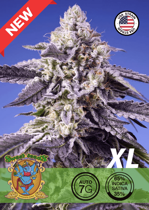 JEALOUSY Z XL AUTO - CANNABIS SEEDS 🌱Mr. Bud Store