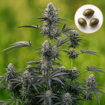 MENTAL RAINBOW F1 - FAST VERSION PHOTO SEEDS 🌱Mr. Bud Store