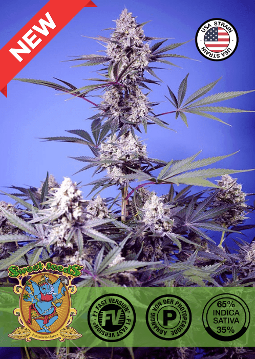 MENTAL RAINBOW F1 - FAST VERSION PHOTO SEEDS 🌱Mr. Bud Store