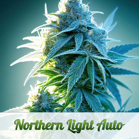 Northern Light Automatic - Ready to Grow!Mr. Bud Store