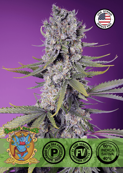 PAPAYA ZOAP F1 - FAST VERSION PHOTO SEEDS 🌱Mr. Bud Store