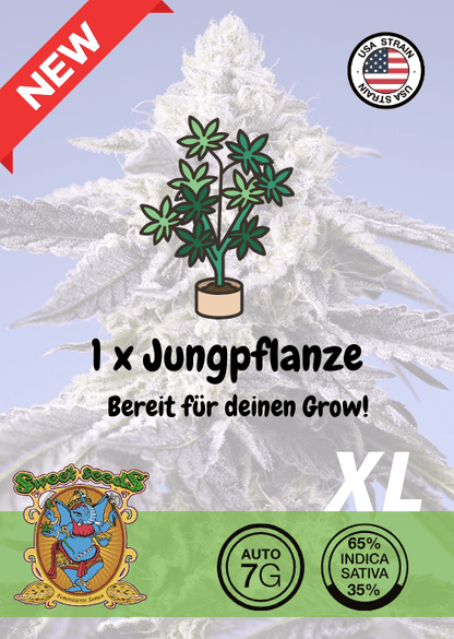 PERMANENT JEALOUSY XL AUTO - CANNABIS SEEDS 🌱Mr. Bud Store