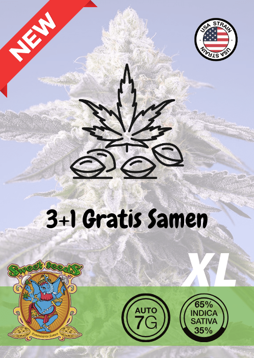 PERMANENT JEALOUSY XL AUTO - CANNABIS SEEDS 🌱Mr. Bud Store