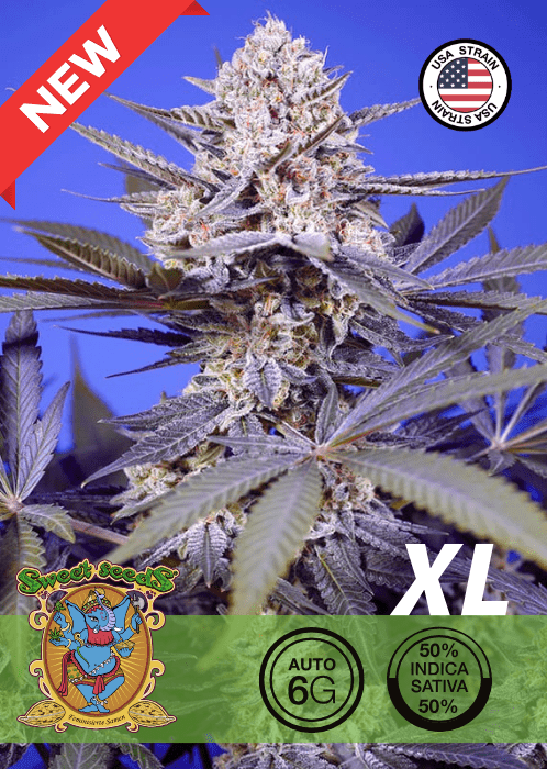 PINEAPPLE SLUSH XL - AUTO SEEDS 🌱Mr. Bud Store
